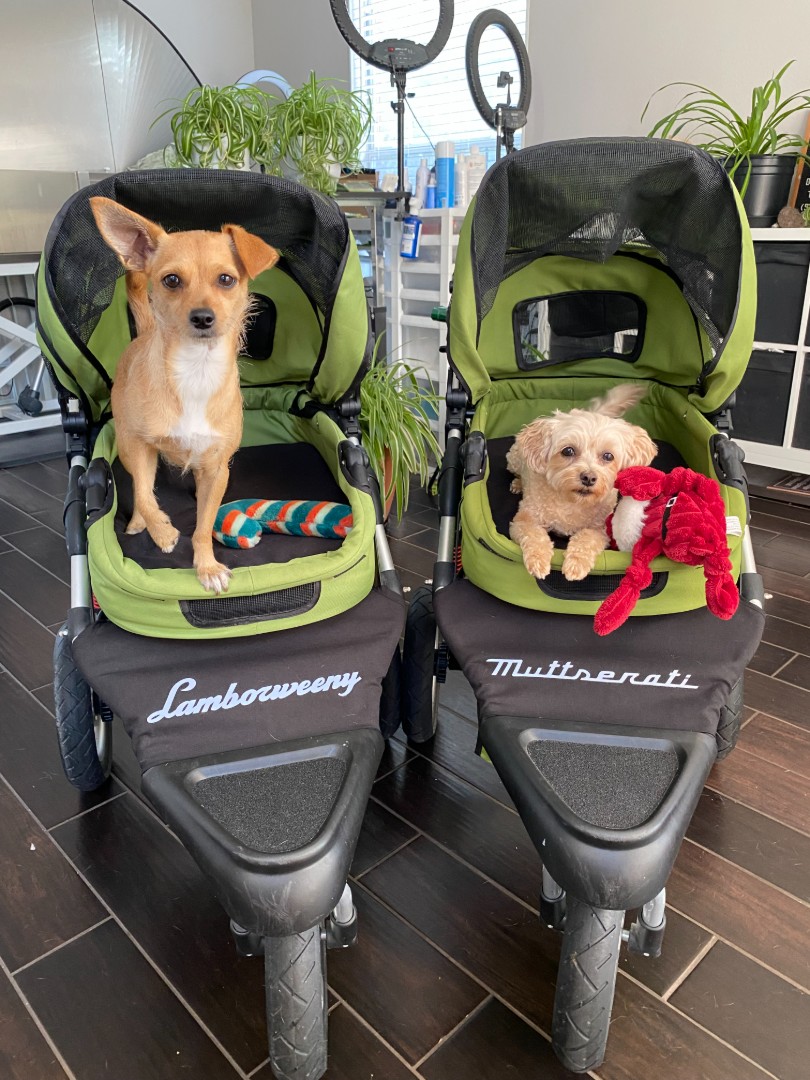 My Pups Are My Muses