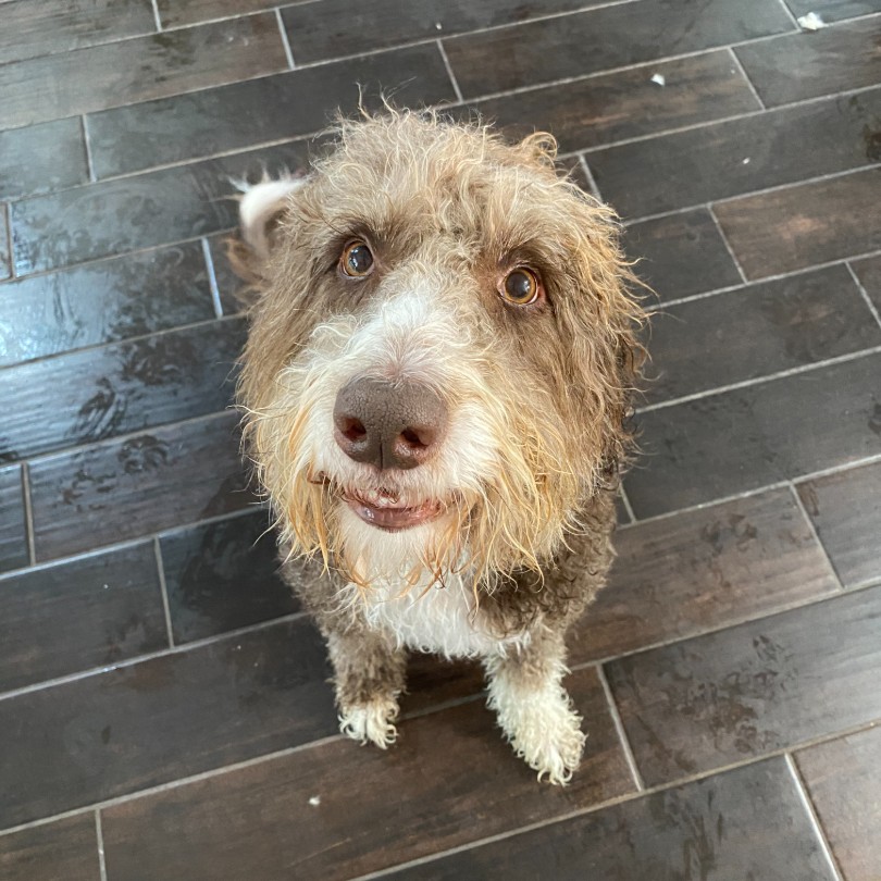 Adolescent and Adult Doodle Packages