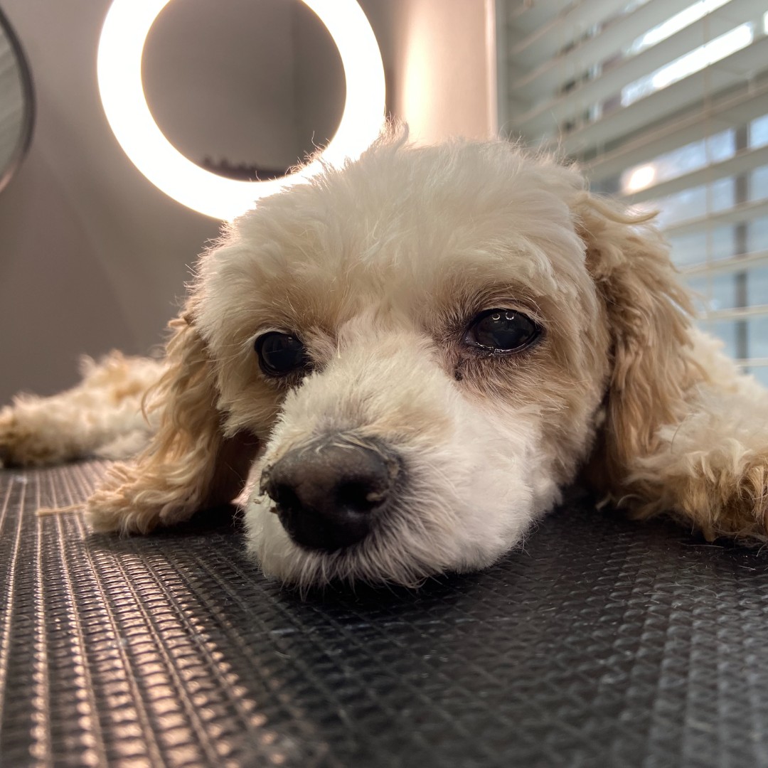 The Golden Years Pampering