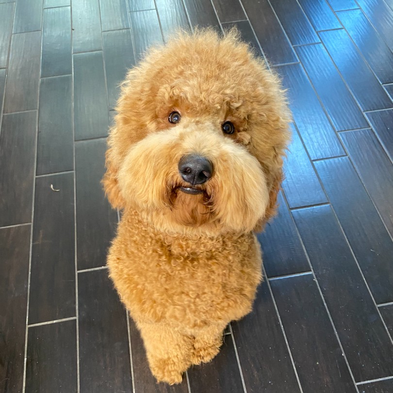 Adolescent And Adult Doodle Packages