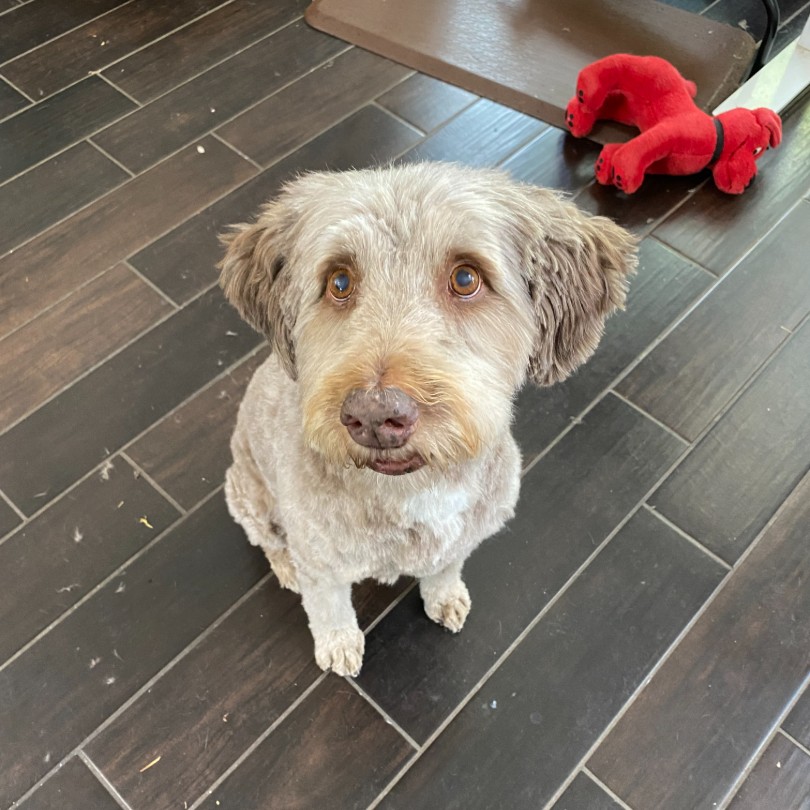 Senior Doodle Packages